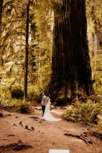 Redwoods Elopement